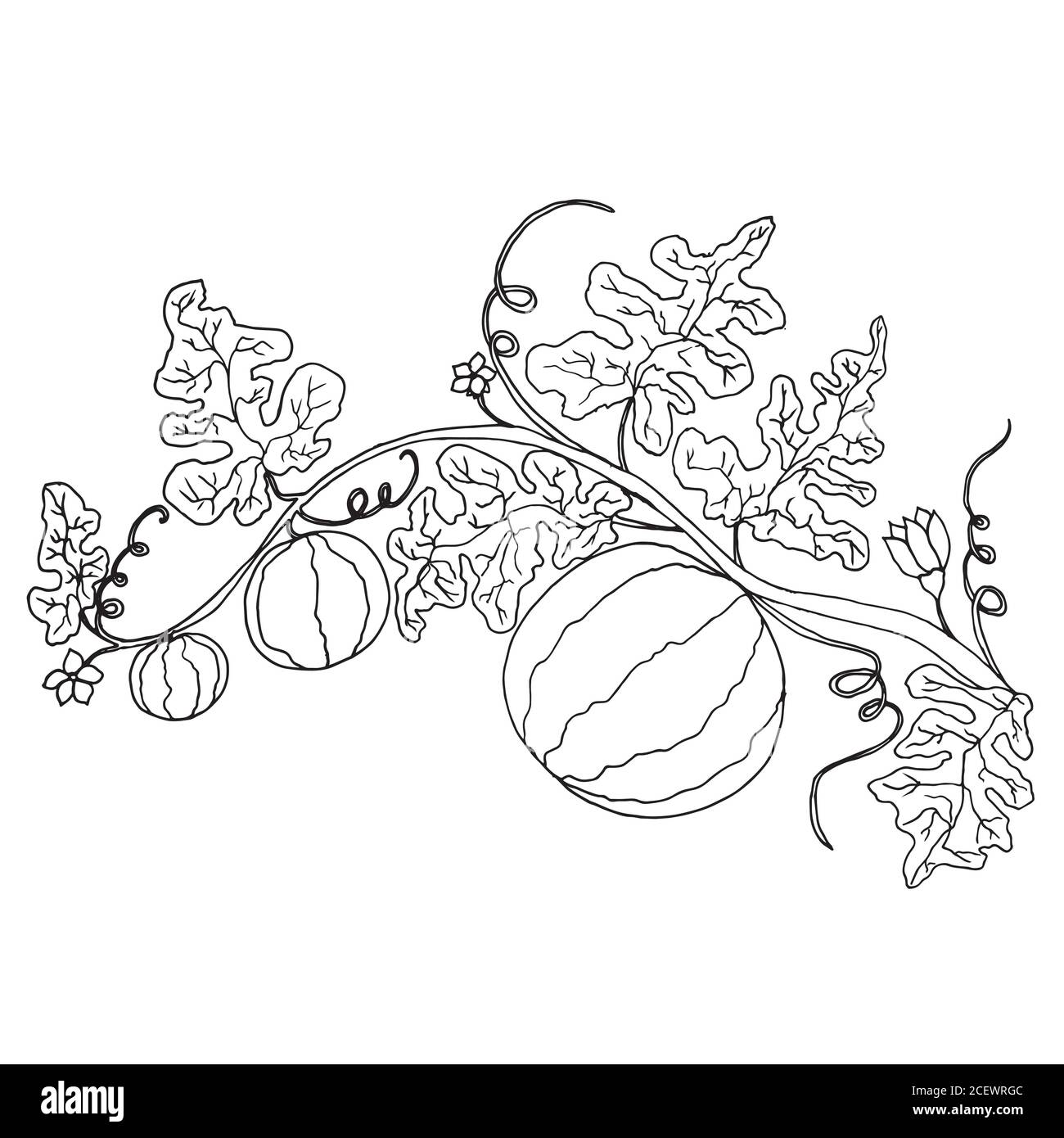 watermelon plant clipart black and white tree