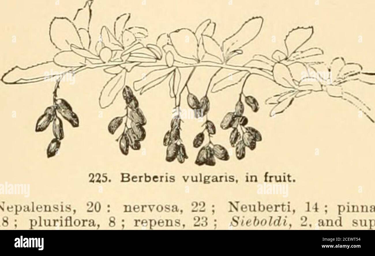 . Cyclopedia of American horticulture : comprising suggestions for cultivation of horticultural plants, descriptions of the species of fruits, vegetables, flowers, and ornamental plants sold in the United States and Canada, together with geographical and biographical sketches. 154 BERBERIS cies cult, in England in Flore des Serres, 6: 66 and 73(1850-1). Index : Amurensis, No. 2 ; Aquifolium, 21 ; aristata,15 ; asperma, 1; atropurpurea, 1; JSealii, 19; buxifolia,9; Canadensis, 4; C(iroliniana,4; Darwini, 12; dulcis,1,9; emarginata, 3; Fortunei, 24; Fremonti, 17; Jofto-date, 2 ; heteropoda, 6 ; Stock Photo