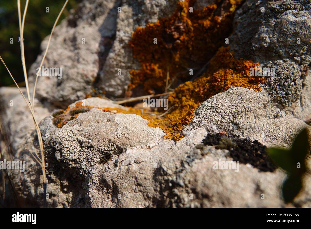 Caloplaca marina overgrown on rock Stock Photo