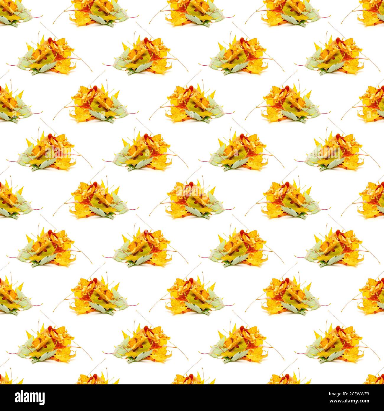 seamless pattern of dry maple leaves isolated on a white background ...