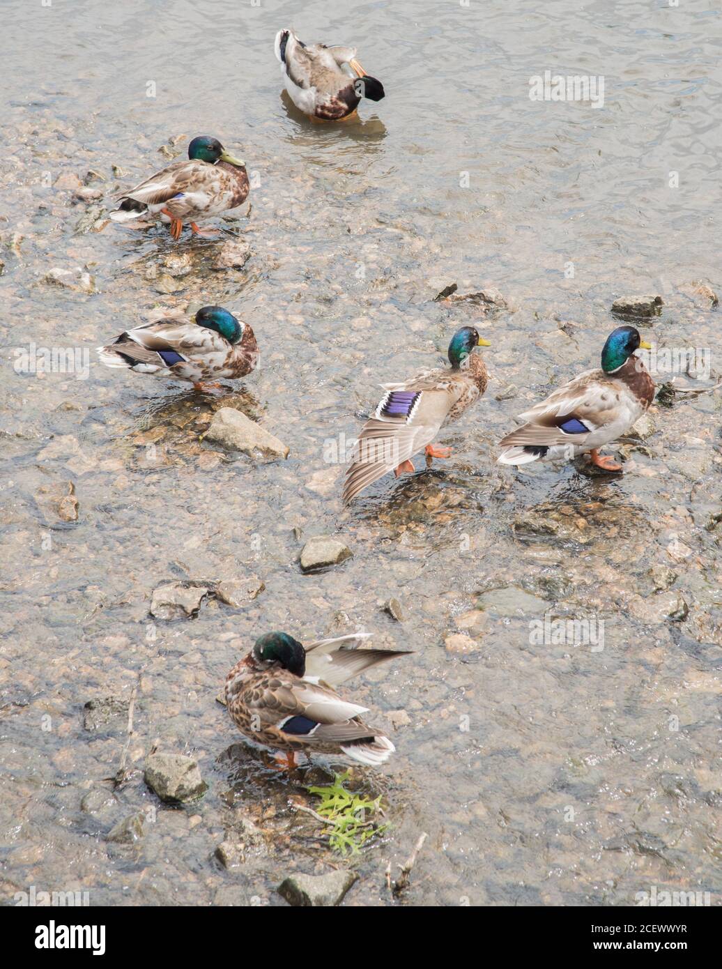 Group of mallard ducks wading in the shallow DuPage River water, with colorful plumage, in Naperville, Illinois Stock Photo