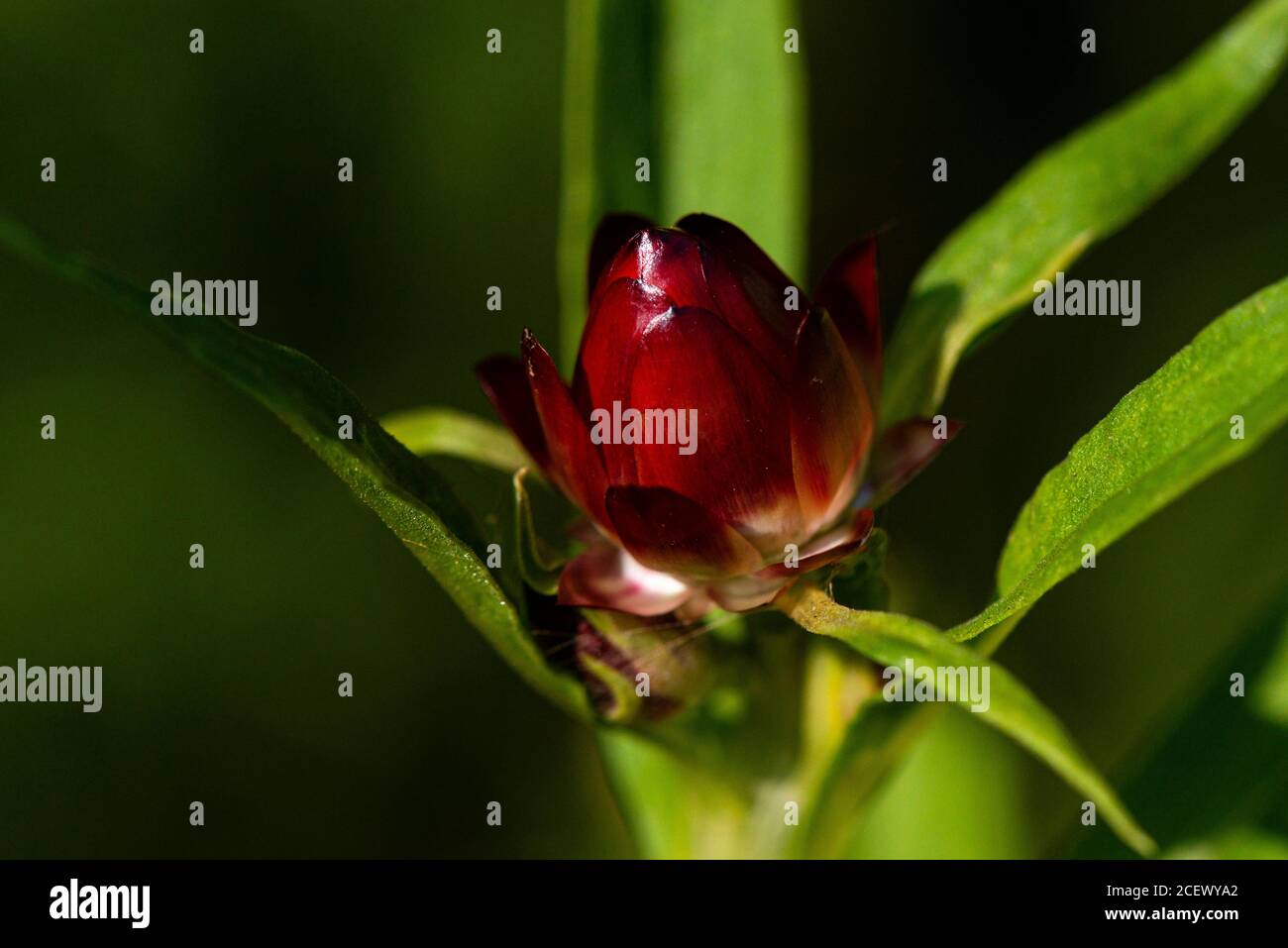The opening flower bud of a Helichrysum everlasting flower Swiss giant mix (Xerochrysum bracteatum Swiss giant mix) Stock Photo