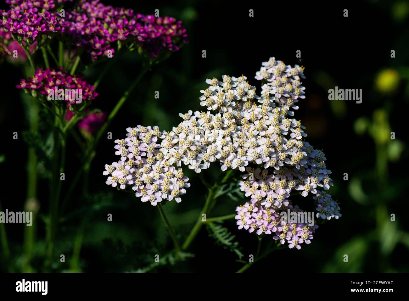 The flowers of a yarrow (Achillea millefolium) Stock Photo