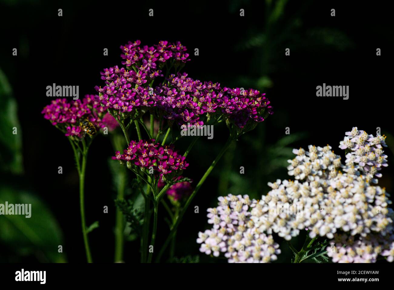 The flowers of a yarrow 'Cerise Queen' (Achillea millefolium 'Cerise Queen') Stock Photo