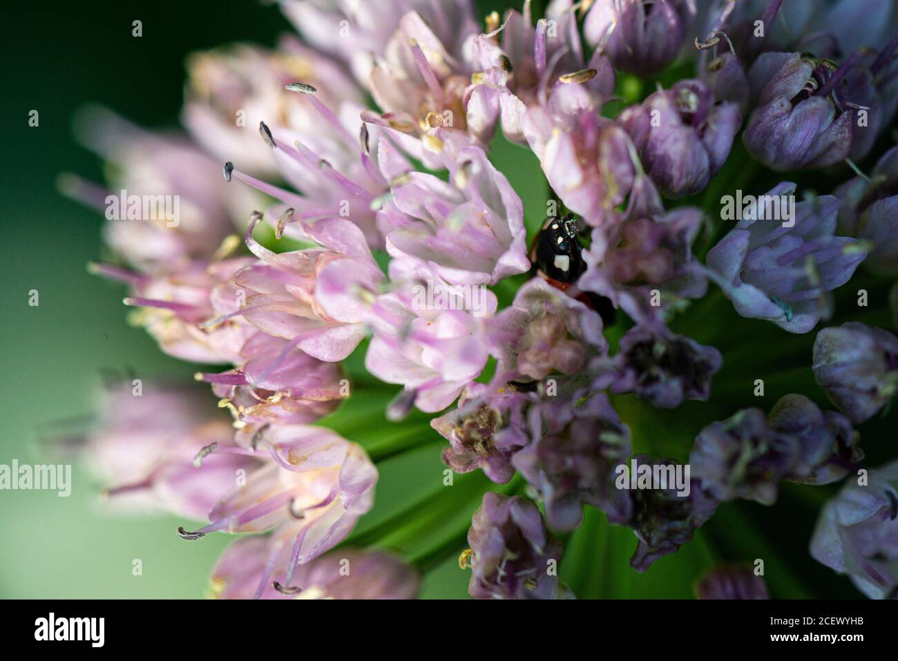 A ladybird (Coccinellidae) in the flower head of an Allium 'Summer Beauty' (Allium lusitanicum) Stock Photo