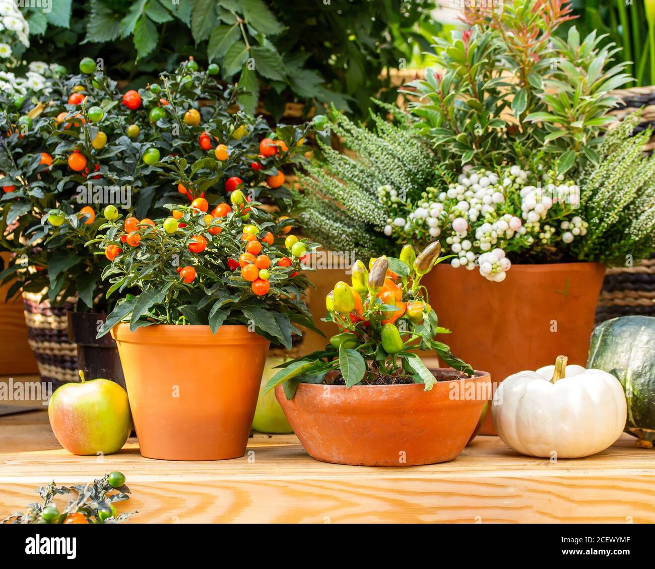 Nightshade and paprika in clay pots, garden decor. Fresh natural