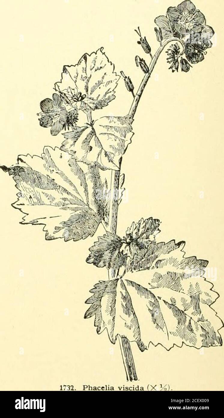 . Cyclopedia of American horticulture, comprising suggestions for cultivation of horticultural plants, descriptions of the species of fruits, vegetables, flowers and ornamental plants sold in the United States and Canada, together with geographical and biographical sketches, and a synopsis of the vegetable kingdom. PHACELIA 1. hdmilis, Gray. Annual, unbranched or branchedfrom the base, 2-6 in. high, pubescent or inflorescenceoften hirsute: lvs. spatulate oblong or oblanceolate,generally obtuse, the lower rarely with 1-2 ascendmg. 1731. Phacelia Whitlavia (X K). 1732. Phacelia viscida (X } lobe Stock Photo