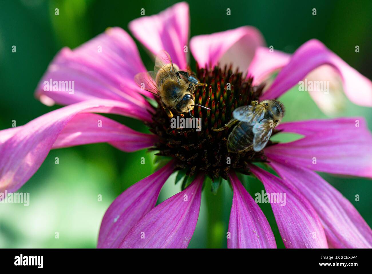 western honey bees (Apis mellifera) on the flower of a coneflower 'Purple Emperor' (Echinacea 'Purple Emperor') Stock Photo