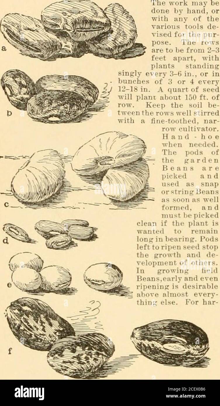 . Cyclopedia of American horticulture : comprising suggestions for cultivation of horticultural plants, descriptions of the species of fruits, vegetables, flowers, and ornamental plants sold in the United States and Canada, together with geographical and biographical sketches. ck Bean is a Canavalia (Fig. 197). The Sea Beans ofthe Florida coast are seeds of various tropical legumi-nous plants, and are transported by ocean currents (seeCoe, in G.F. 7:503). L. H. B. Culture op the BEAN.-Thepractical grower usuallydivides the many varieties of Beans into two groups-the bush and thepole Beans. The Stock Photo
