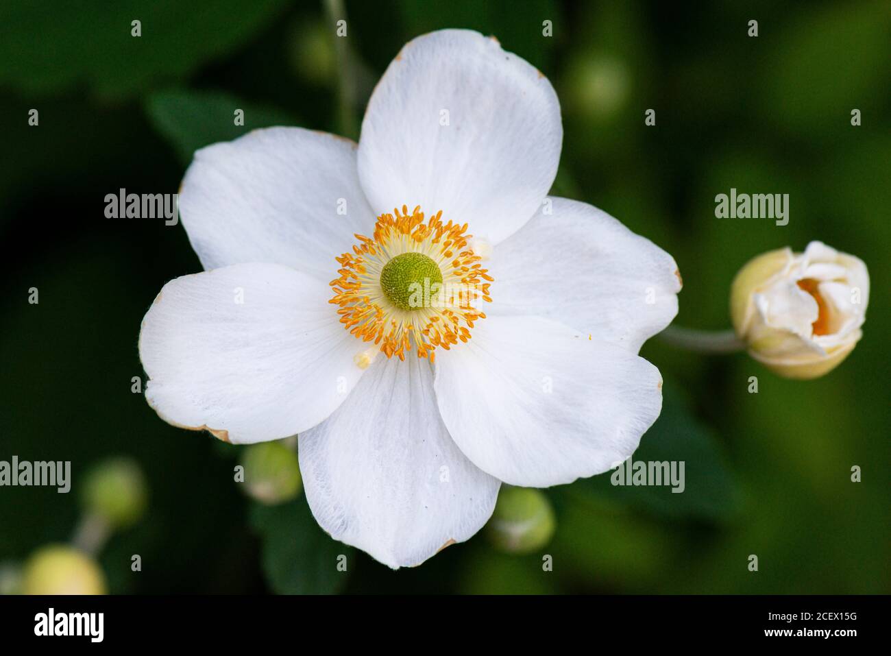 A white Japanese anemone (Anemone × hybrida) Stock Photo