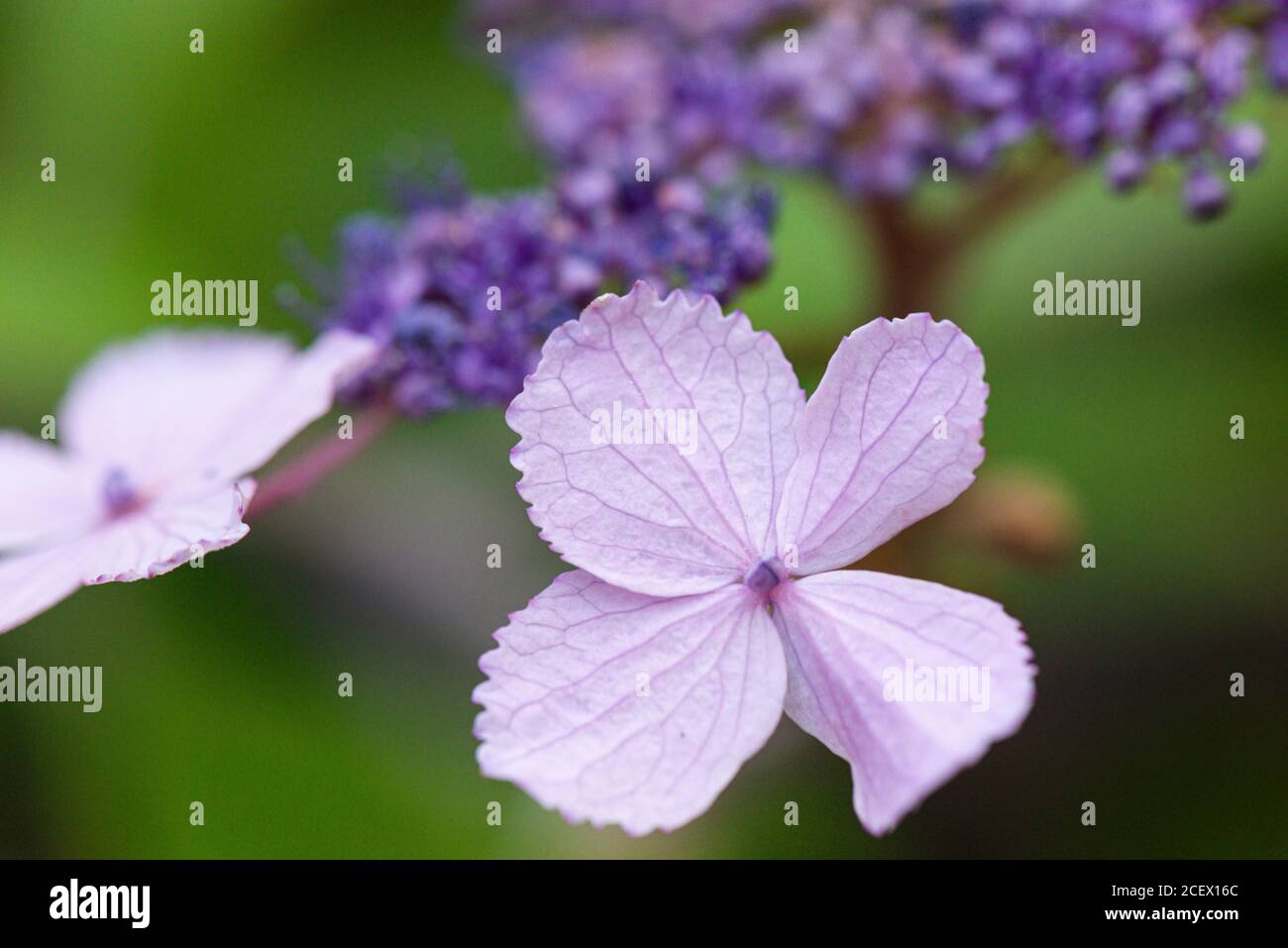 The flower of a Lacecap Hydrangea Stock Photo Alamy