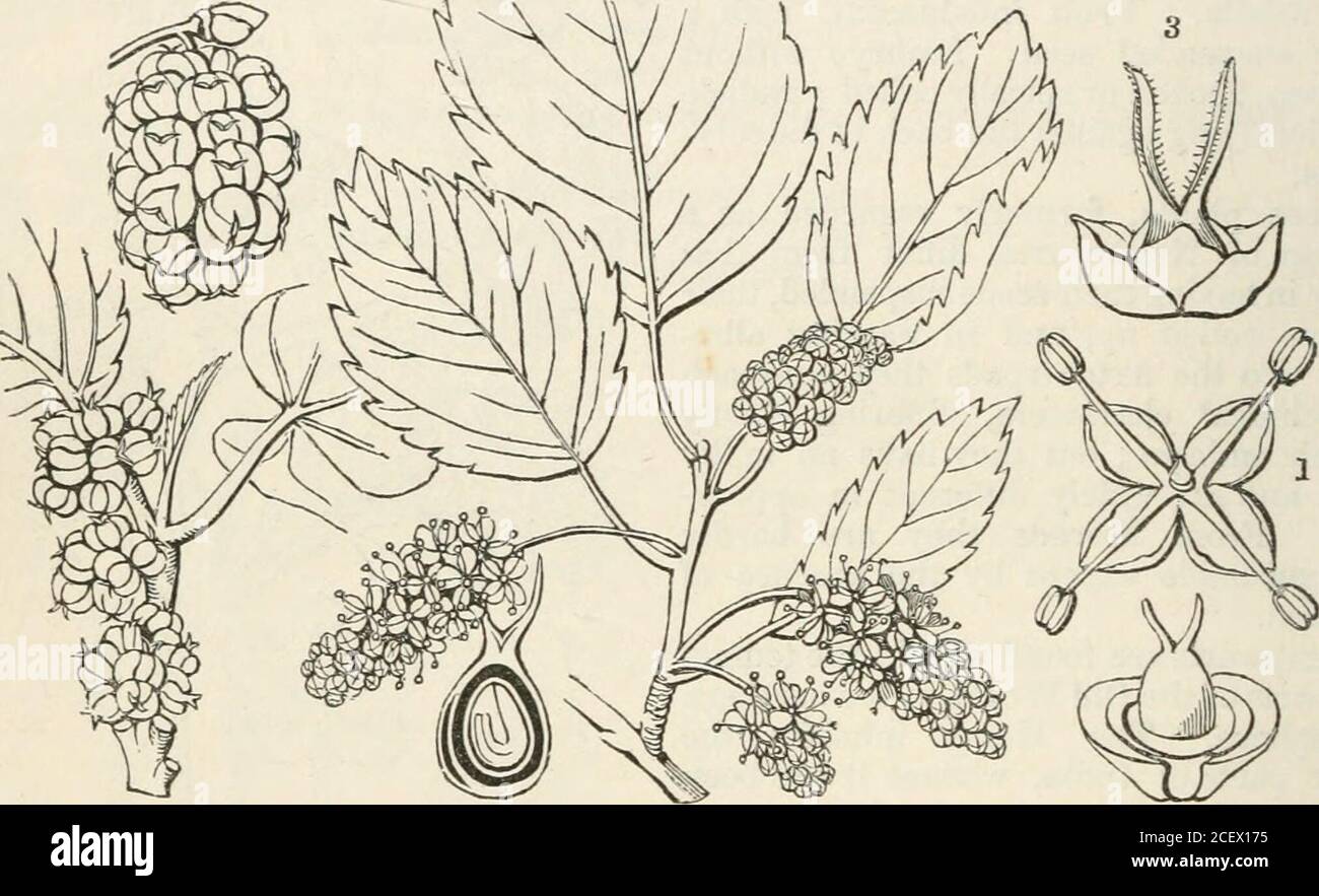The Vegetable Kingdom Or The Structure Classification And Uses Of Plants Illustrated Upon The Natural System Fig Clxxix Numbers Gex 2 Sp 2 Position Urticacese Cannabinace Moraceee Fig Clxxix Humulus Lupulus L C Flower 2