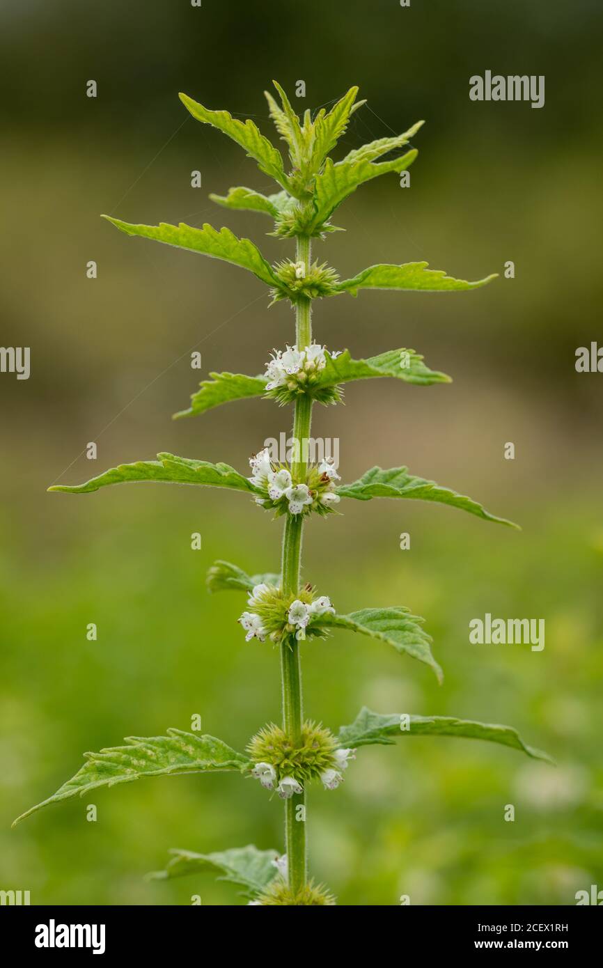 Gypsywort (Lycopus europaeus), also called European bugleweed or water horehound, a flowering plant of wetlands, UK Stock Photo