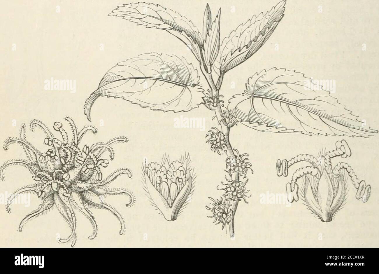. The vegetable kingdom : or, The structure, classification, and uses of plants, illustrated upon the natural system. Fig. CLXXIV. The male Fig. CLXXIV.—Stilago lanceolata. 1. $ flower; 2. half ripe fruit; 3. a transverse section of the fruitand seed ; 4. a perpendicular section of a seed. 260 URTICACE^. [Diclinous Exogens. Order LXXXIV. URTICACE^.—Nettleworts. Urtice^, Juss. Gen. 400. (1789); Gaudichaud in Freyc. Voyage, p. 503. (1826); Bartl. Ord. Nat 105. Urticacese, Endlich. Prodr. Nor/. 37 ; Gen. xciv.; Meisner, p. 348.DixGso?&gt;ii.—Urtical Exogens, with small flat stipules, limpid juice Stock Photo
