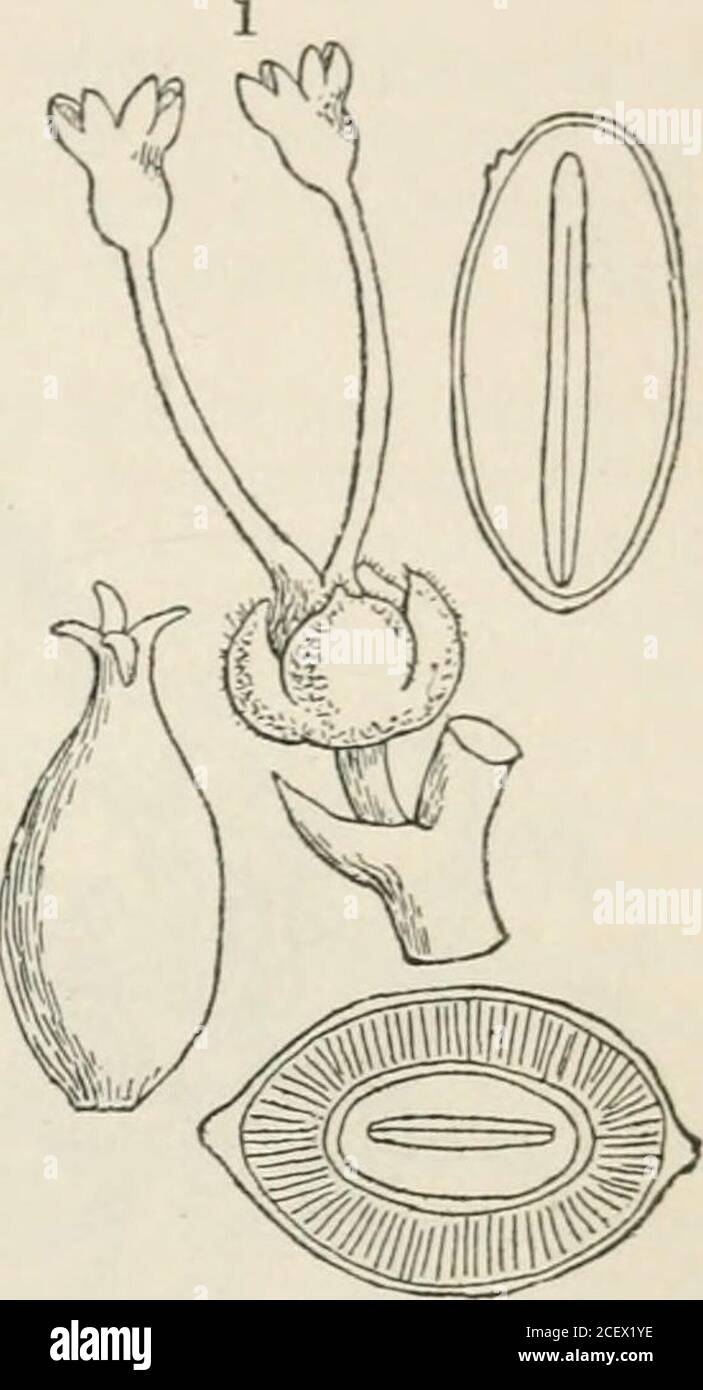 . The vegetable kingdom : or, The structure, classification, and uses of plants, illustrated upon the natural system. us ovules, is a milking plant, and wants the peculiaranthers of Antidesmads ; but its pierced albumen andembryo are so similar to those of Phytocrene (or Gyno-cephalium), that it had better perhaps be refened to the Artocarpads.Antidesmas have much the inflorescence of East Indian Mastworts. Natives of the East Indies and Madagascar. These plants appear to be destitute of noxious quaUties. Their succulent currant-likedrupes are eaten by the natives of the countries where they g Stock Photo