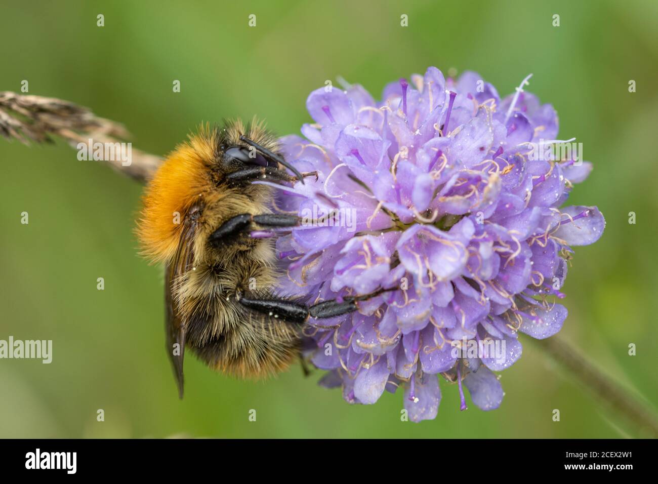 Common carder bee (Bombus pascuorum), a species of bumblebee nectaring on a scabious wildflower, UK, august Stock Photo