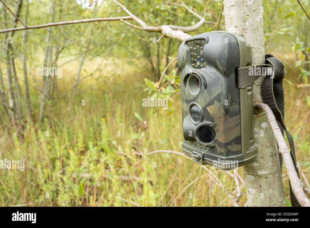 Trail cam or camera trap set up in a tree to monitor and photograph wildlife visiting a wetland area, UK Stock Photo