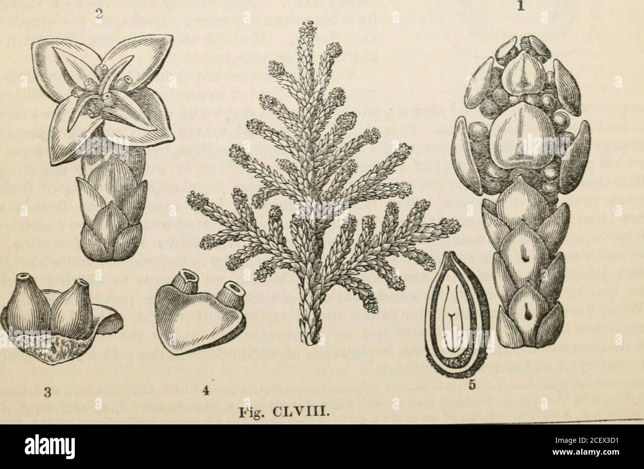 . The vegetable kingdom : or, The structure, classification, and uses of plants, illustrated upon the natural system. ra, Pmus Lambertiana and Gerar-diana, and Araucaria Dombeyi, are all eatable when fresh ; and Mr. Bidwill found thenatives of Moreton Bay feeding on the seeds of the Araucaria Bidwillii. Suborder I. Abiete^.—Ovules inverted; pol-len oval, curved, Pinus, Linn.Abies, Tournef. Picea, Link. Larix, Touraef. Cedriis,MiW.Cunninghamia, R. Br. Belis, Salisb. GEN Arthrotaxis, Don.Microcachrys, Hooh, fil.Sciadopitys, Zucc,Araucaria, Juss. Dombeya, Lam. Colymbea, Salisb.Eutassa, Salisb. Al Stock Photo