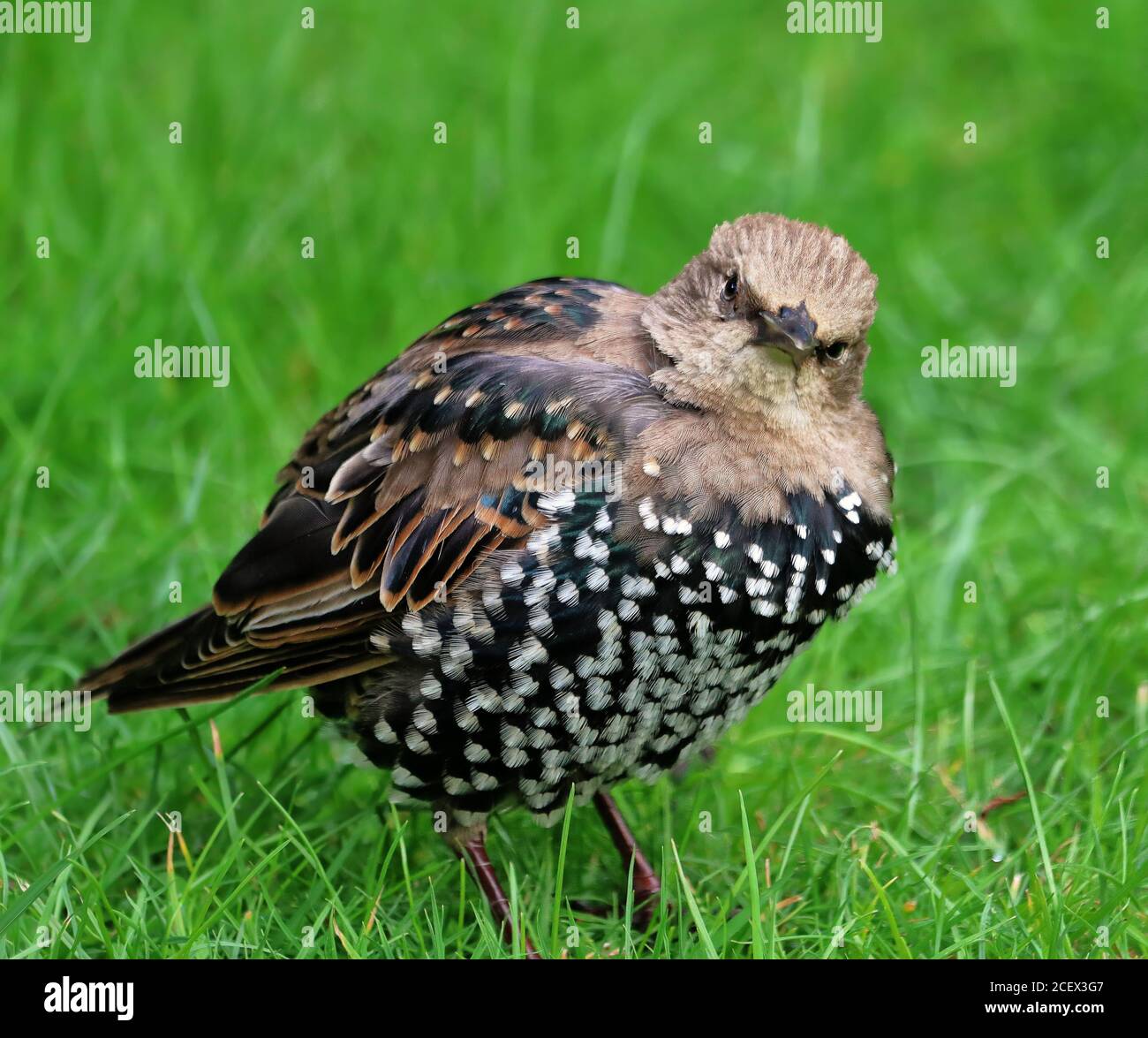 Juvenile European Starling standing in grass (Sturnidae) Stock Photo