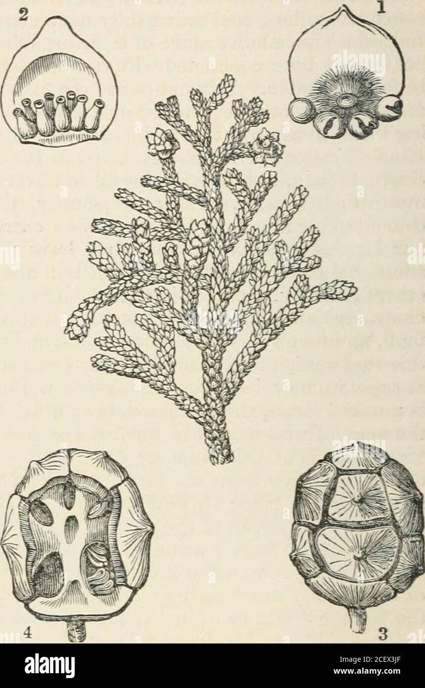 . The vegetable kingdom : or, The structure, classification, and uses of plants, illustrated upon the natural system. s as Eutassa (Araucaria) excelsa ; the Huon Pme of Tasmannia isMicro-cachrs tetragona ; the Kawrie Tree of New Zealand, or Dammara australis, attains theheight of 200 feet, and yields an invaluable fight compact wood, free from knots, fromwhich the finest masts in the navy are now prepared. But they are both surpassed bythe stupendous Pmes of north-west America, one of which, P. Lambertiana, is reportedto attain the height of 230 feet, and the other, Abies Douglasii, to equal Stock Photo