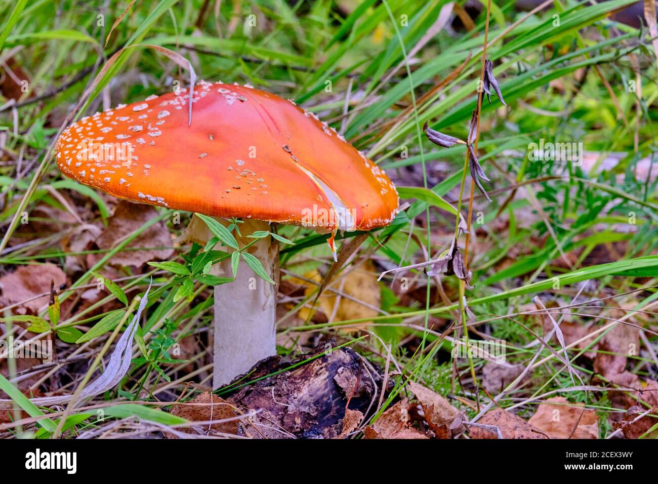 poisonous mushroom red amanita in the wild Stock Photo Alamy