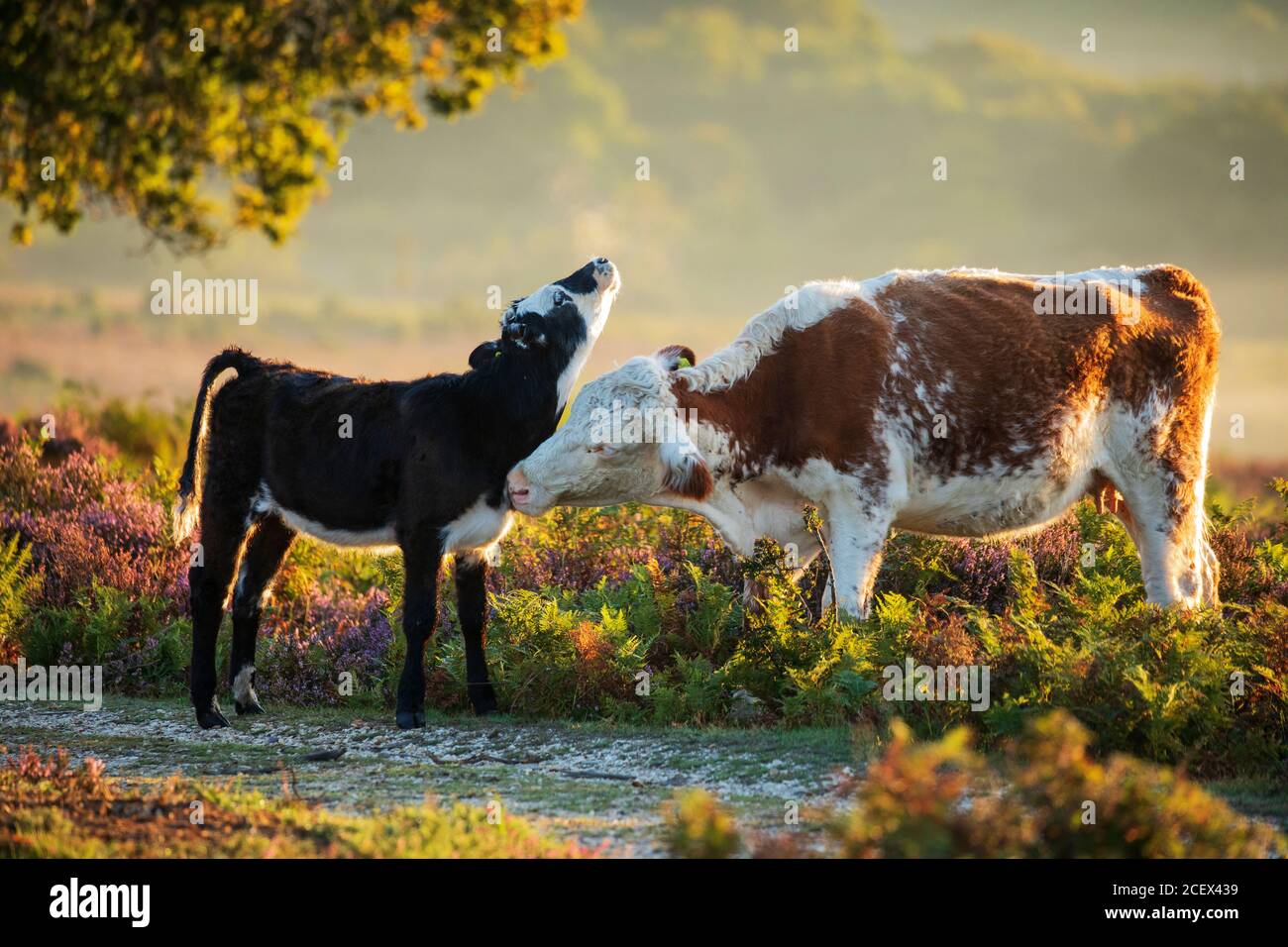 A tender moment between a calf and its mother in the New Forest Stock ...