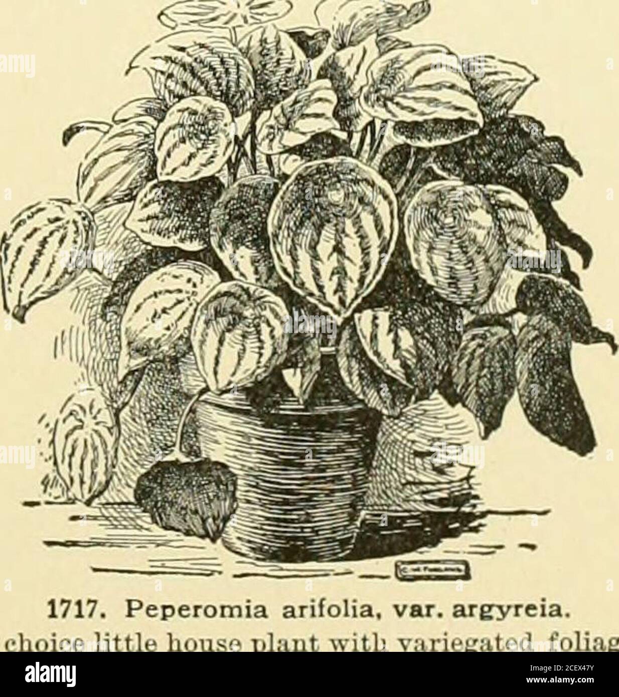 . Cyclopedia of American horticulture, comprising suggestions for cultivation of horticultural plants, descriptions of the species of fruits, vegetables, flowers and ornamental plants sold in the United States and Canada, together with geographical and biographical sketches, and a synopsis of the vegetable kingdom. earbelow: inflorescence loose and open, the peduncles usu-ally 1- or 2-fld.: fls. about 1 in. long, pink or rose-pur-ple, very slender at the base but full or inflated above,the lips well marked. Calif. B.R. 22:1899. B.M. 3853.R.H. 1875:110; 1896, p. 348. l. H. B. PEONY. See Paionia Stock Photo