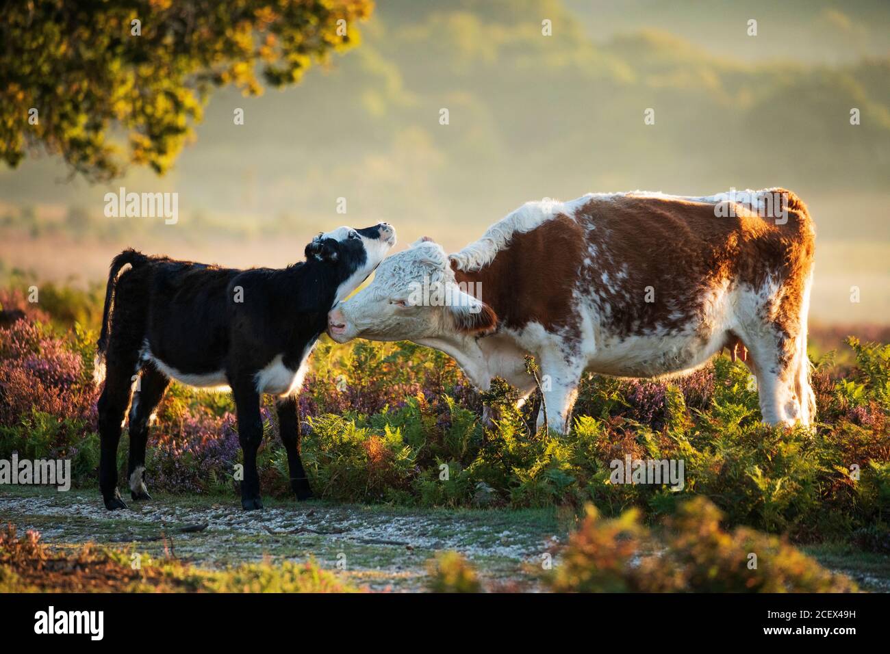 A tender moment between a calf and its mother in the New Forest Stock ...