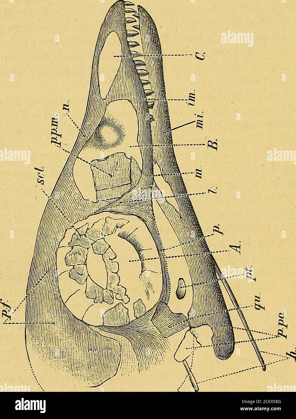 . Geological magazine. logists another fine sectionof these interesting: rocks. I^ IB ^TI IB V7 S. The Berlin Arch^opteryx. (PLATE XIV.) I.—Ueber Arch^opteryx von W. Dames, Palaeontologische Abhandlungen, zweiter Band, Heft 3. 4to. pp. 119—196. Mit, 1 Tafel und 5 Holzschnitten. (Berlin, 1884.)rjlHE announcement in 1862^ of the discovery of a nearly entire L skeleton of a most remarkable long-tailed Bird, clothed withfeathers, in the Lithographic Stone of Pappenheim in Bavaria, namedby Prof. Owen Archceopteryx macrura, produced a most profoundsensation amongst biologists generally. A single fea Stock Photo