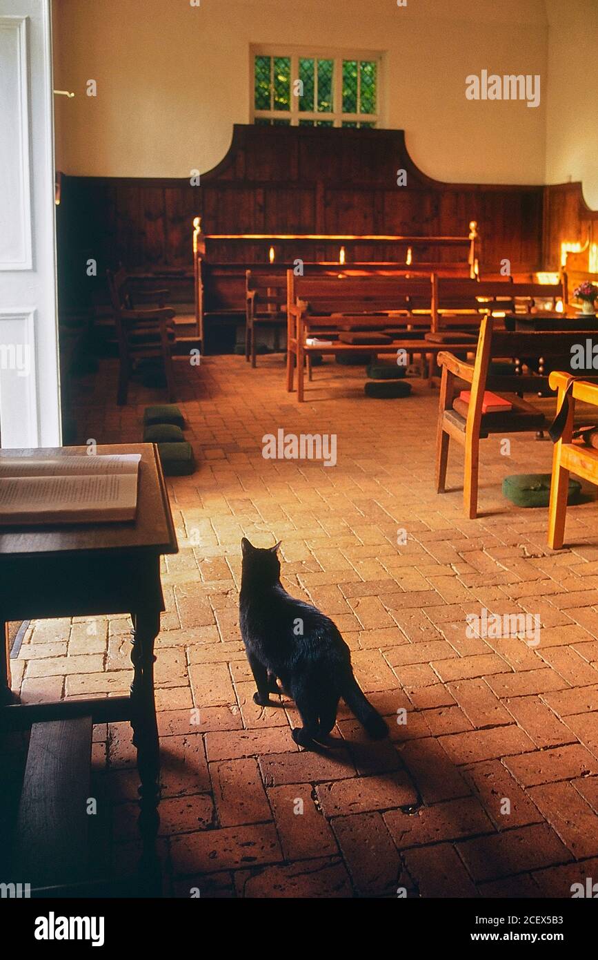 Friendly black cat in Old Jordans Quaker Meeting House. Beaconsfield. Buckinghamshire. England. UK Stock Photo