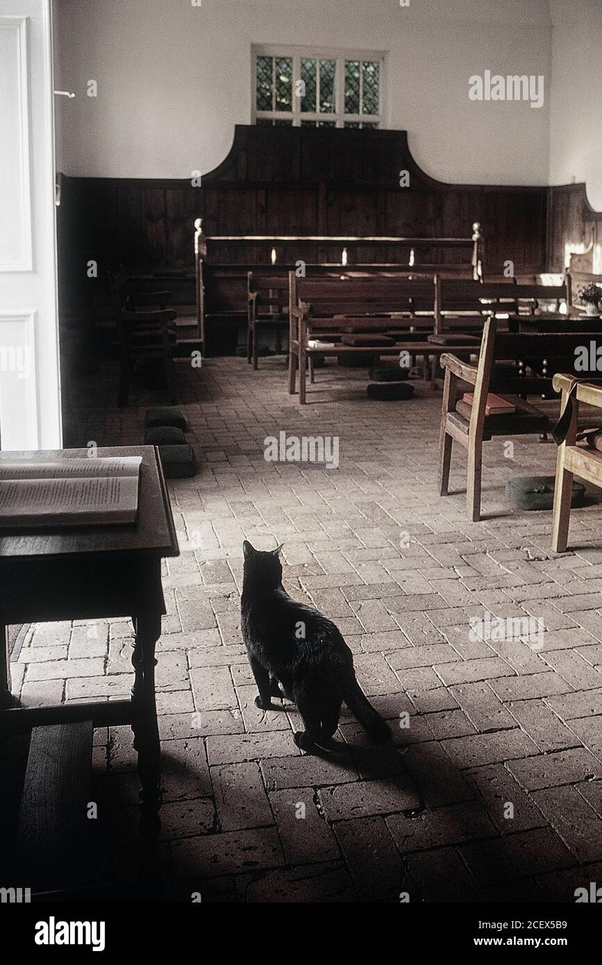 Friendly black cat in Old Jordans Quaker Meeting House. Buckinghamshire. England. UK Stock Photo