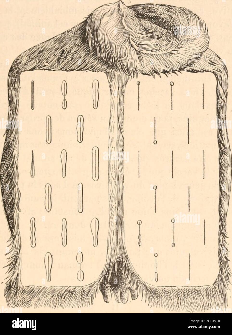 To be or not Toubib (@medecinedesnuls) • Facebook, image size:964x1390