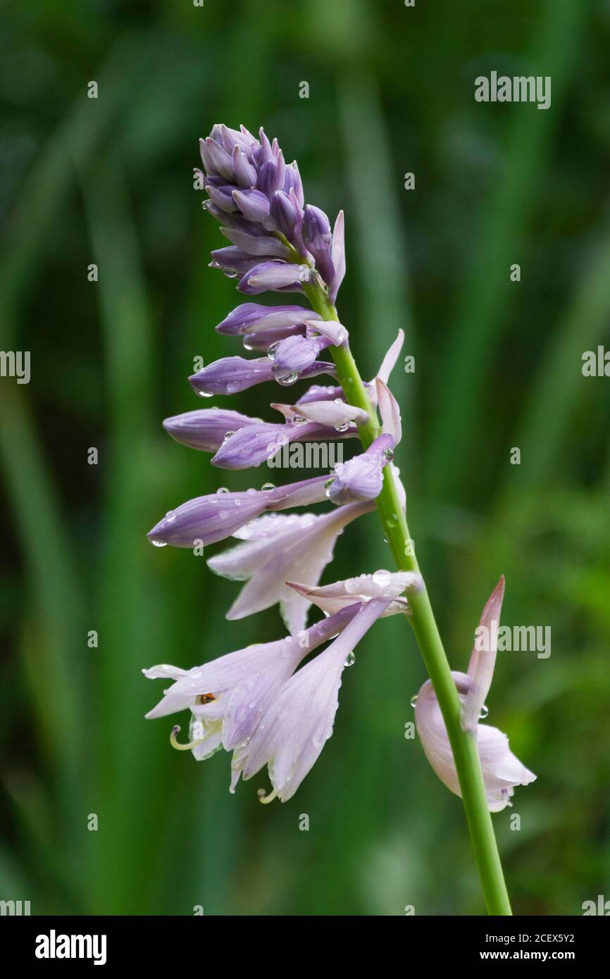 wet blossoming flowers of plant Hosta Gold Standard on nature background, gardening,  it is raining Stock Photo