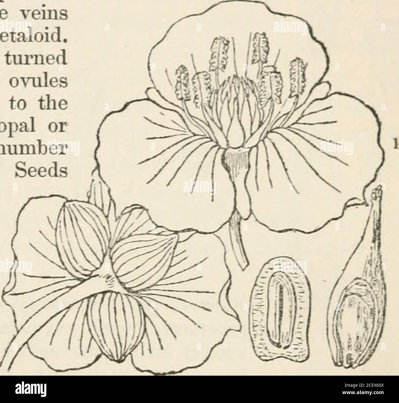 . The vegetable kingdom : or, The structure, classification, and uses of plants, illustrated upon the natural system. n* embryos were calledby the late L. C. Richard, macropodal. The truly diclinous flowers of Sagittariaconstitute a great and unusual exception to the otherwise hermaphrodite structure ofthis Order. Chiefly natives of the northern parts of the world. Several Sagittarias and Damas-oniums inhabit the tropics, the former those of both hemispheres. Many have a fleshy rhizome, wliich is eatable ; such are Alisma and Sagittaria : aspecies of the latter, S. sinensis, is cultivated for Stock Photo