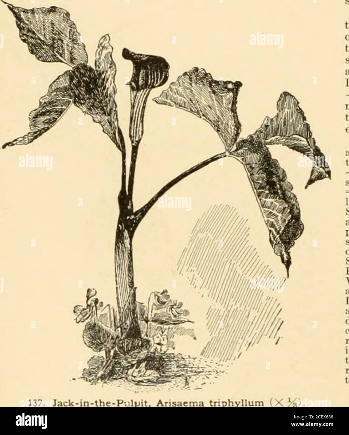 . Cyclopedia of American horticulture : comprising suggestions for cultivation of horticultural plants, descriptions of the species of fruits, vegetables, flowers, and ornamental plants sold in the United States and Canada, together with geographical and biographical sketches. 138. Aristolochia macrophylla. covered by the arching purplish spathe. Common inwoods. G.W.F. 28. D. 281. —Tuber or corm flatfish andlarge, very acrid, often employed as a domestic remedy.Berries red and showy, ripening in early summer.Planted in a moist, shady place, the lvs. remain untilfall; but in exposed places they Stock Photo