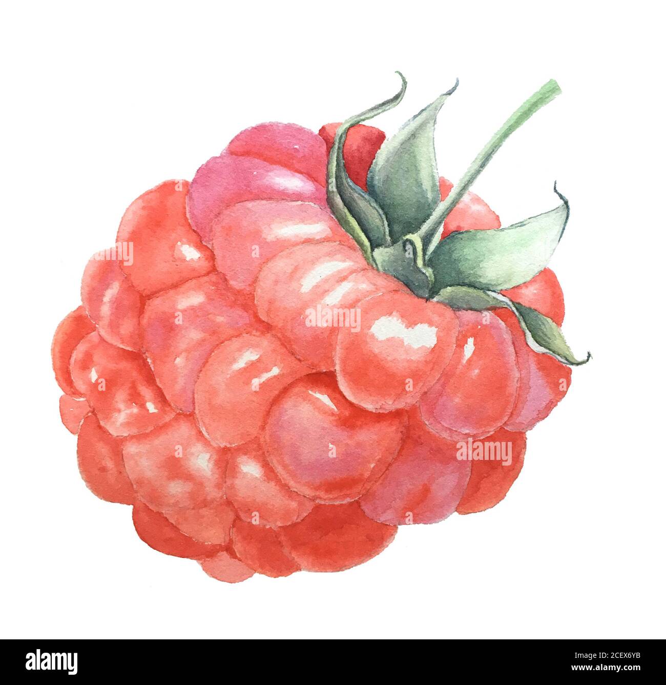 Watercolor raspberry vintage botanical illustration Stock Photo