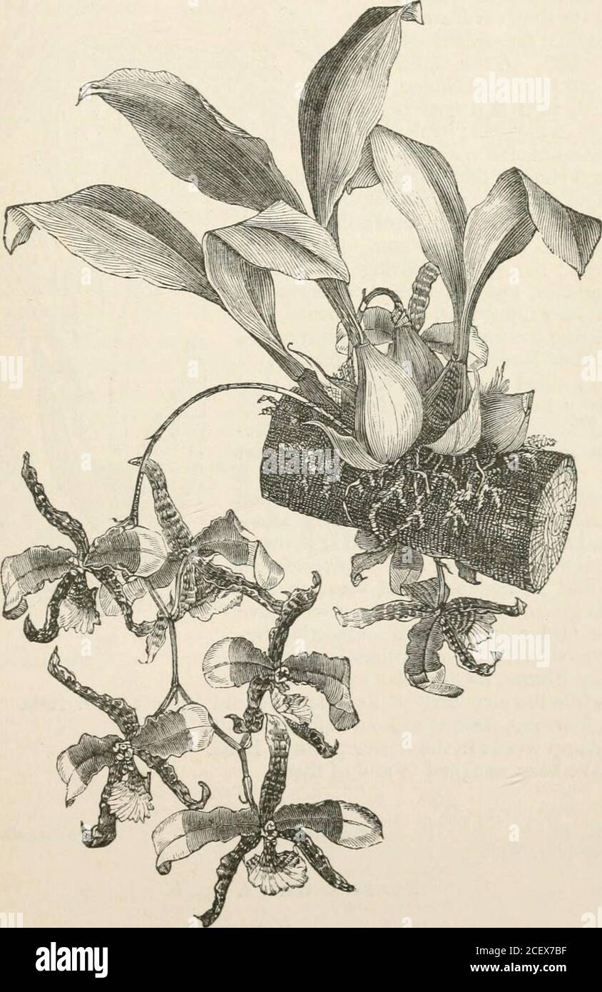 . The vegetable kingdom : or, The structure, classification, and uses of plants, illustrated upon the natural system. ffg. Gonogona, Lk. Tussaca, Rafin.*Eucosia, Blume. Orchidales.] Georchis, Liiidl.*Macodes, Blum.Tropidia, Lindl. Ptt/ckochiliis, Schauer.Ulantha, Hook.Anaectochilus, Blume. Anacochilus, Blume. Chrysobaphus, Wall. Orcliipedum, Kuhl.*Galera, Blume.Physurus, L.C. Rich. ORCHIDACE^. Microchilus, Presl-Ei-ythrodes, Blume.Psychcchilos, Kuhl. Baskervilla, Lindl. Heri)ysma, Lindl.JJxuKiD.E, Lindl, Diuris, Smith. Orthoceras, R. Br. Prasophyllum, R. Br. Burnettia, Lindl. Genoplesium, R.Br Stock Photo