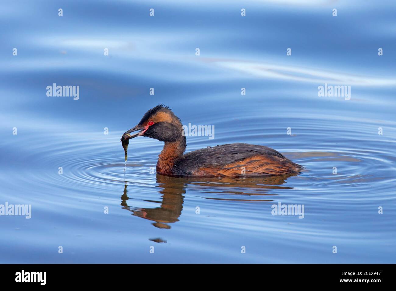 Horned grebe / Slavonian grebe (Podiceps auritus) swimming with caught three-spined stickleback (Gasterosteus aculeatus) fish in beak in summer Stock Photo