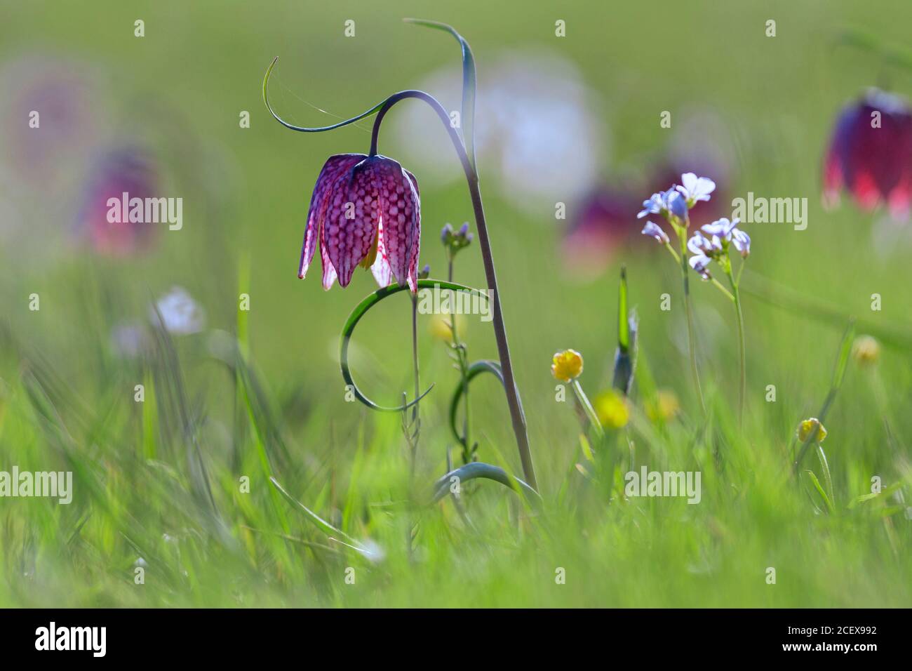 Snake's head fritillary / chequered lily (Fritillaria meleagris) in flower in meadow / grassland in spring Stock Photo