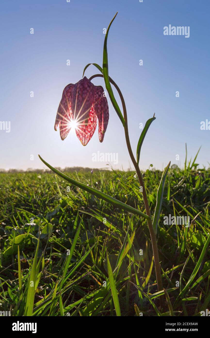 Snake's head fritillary / chequered lily (Fritillaria meleagris) in flower in meadow / grassland in spring Stock Photo
