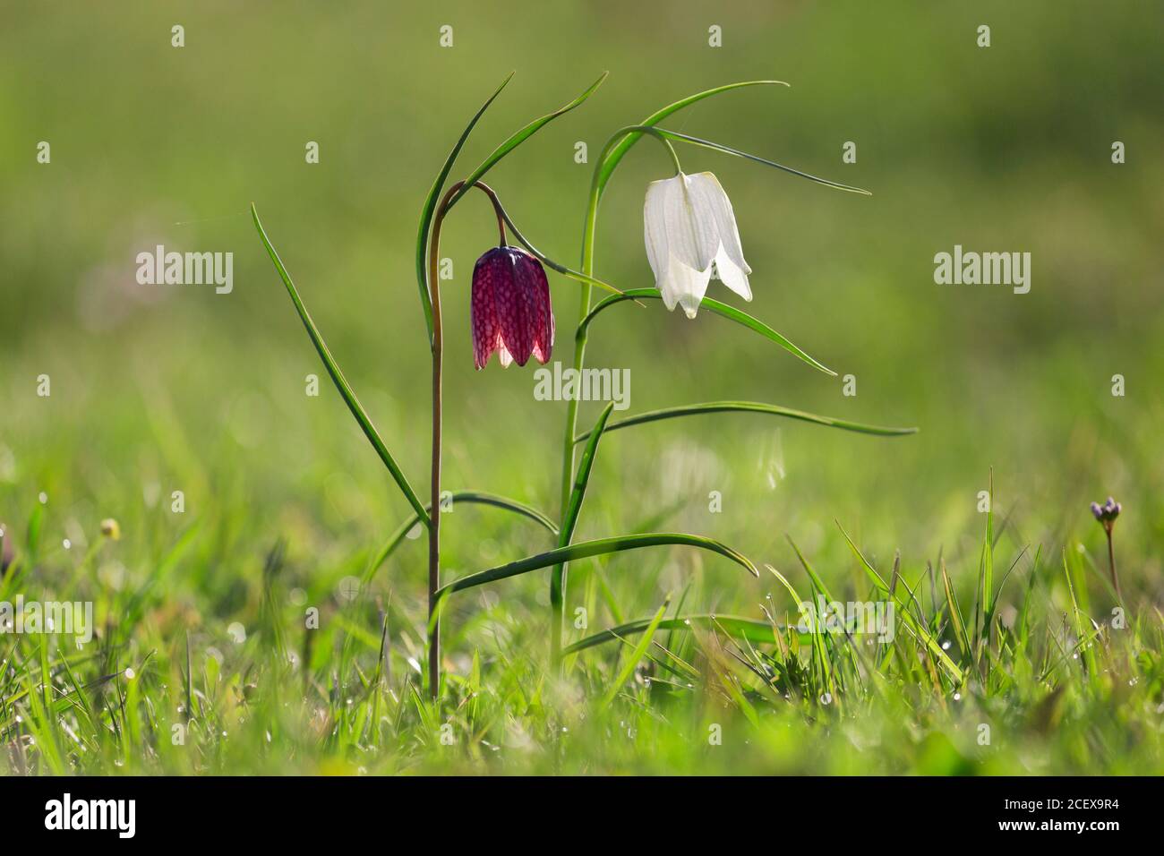 Snake's head fritillaries / chequered lilies (Fritillaria meleagris) in flower in meadow / grassland in spring Stock Photo