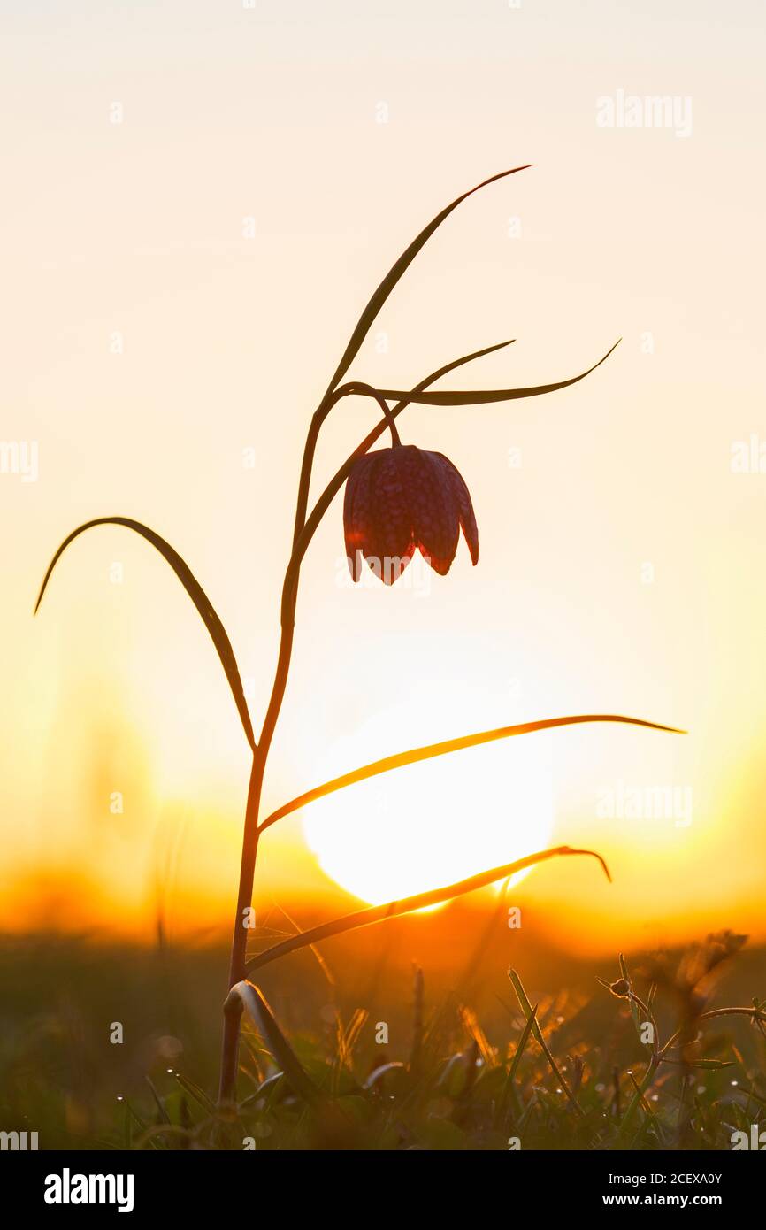 Snake's head fritillary / chequered lily (Fritillaria meleagris) in flower in meadow / grassland in spring at sunset Stock Photo