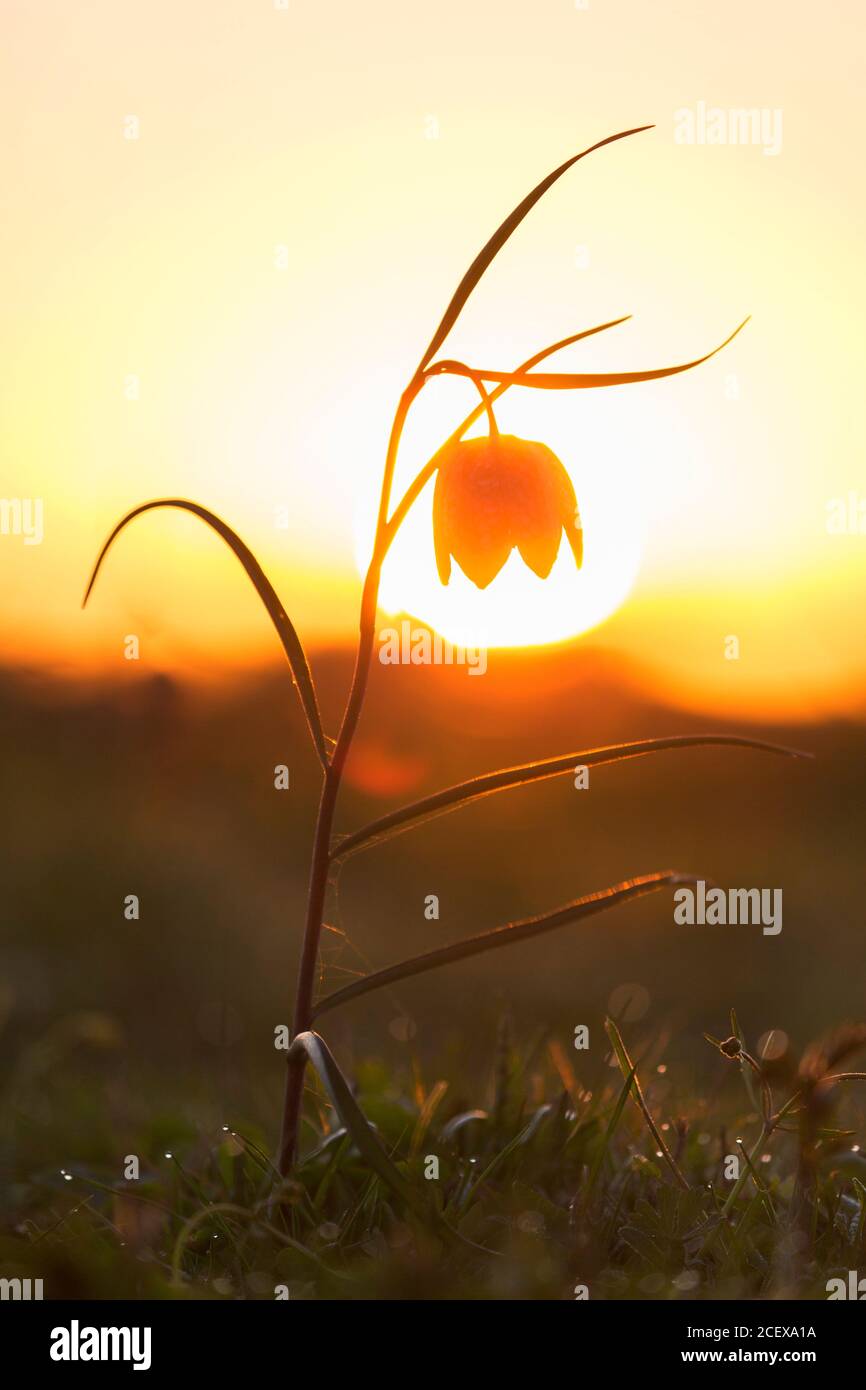 Snake's head fritillary / chequered lily (Fritillaria meleagris) in flower in meadow / grassland in spring at sunset Stock Photo