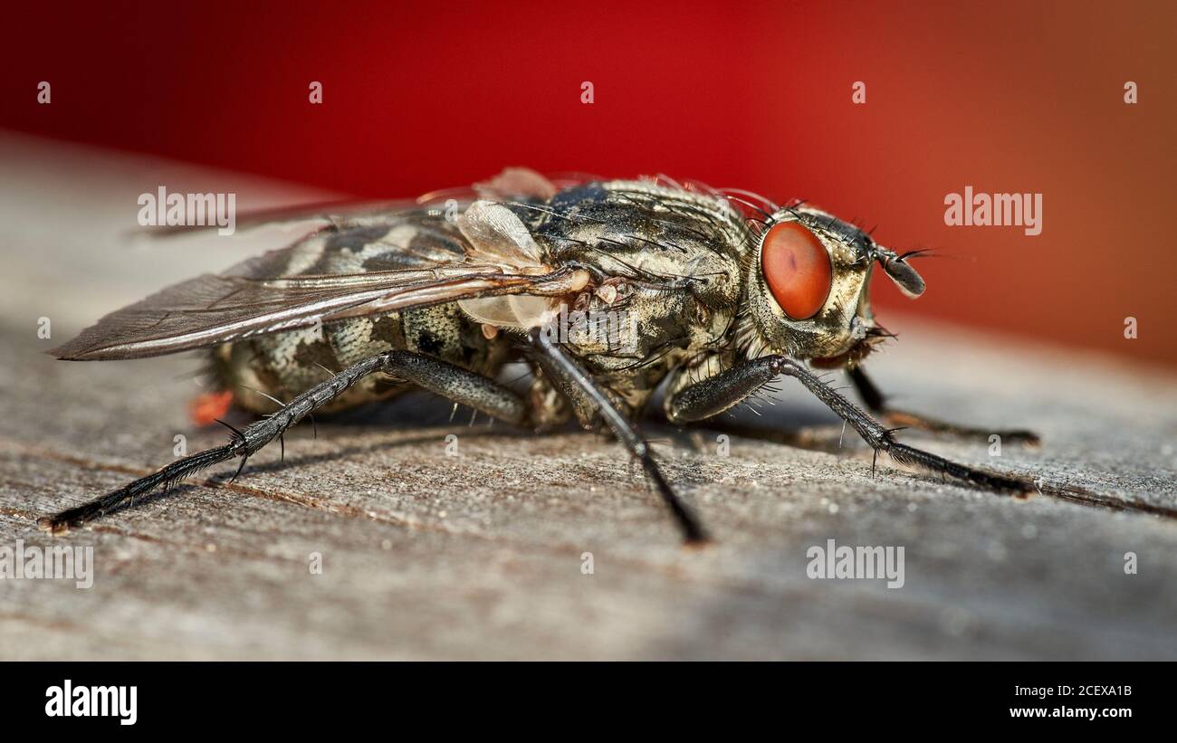 detailed close-up high resolution macro of a common flesh fly sitting on wooden surface with red background Stock Photo