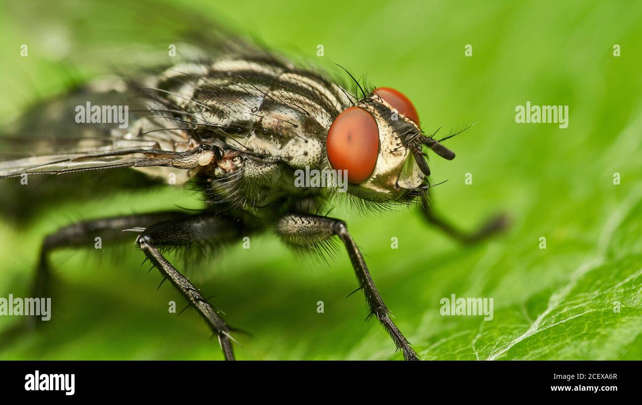 detailed close-up high resolution macro of a common flesh fly sitting on a green leaf Stock Photo