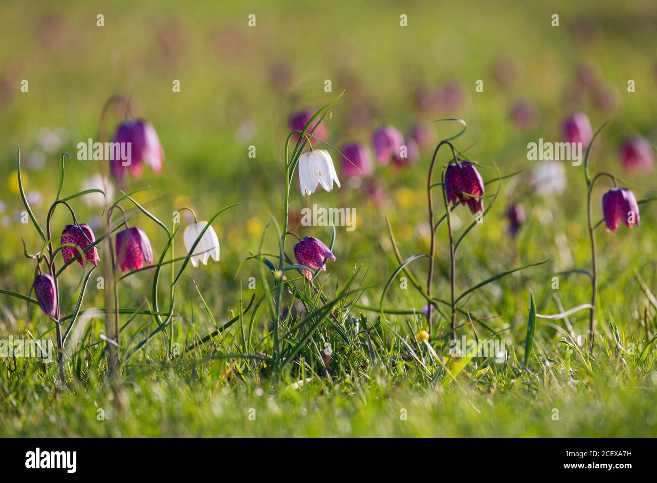 Snake's head fritillaries / chequered lilies (Fritillaria meleagris) in flower in meadow / grassland in spring Stock Photo