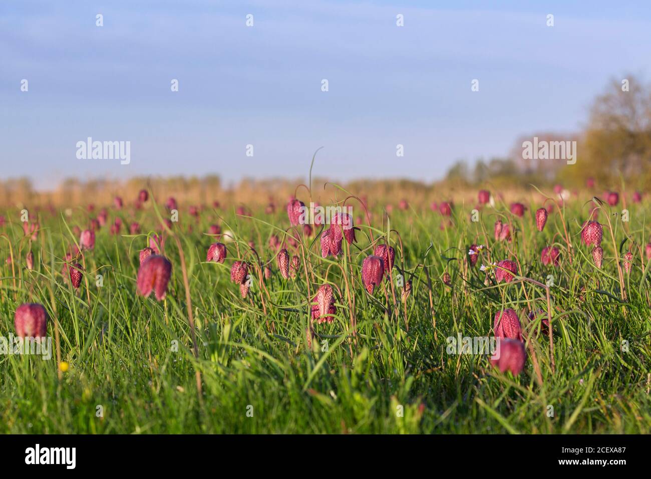 Snake's head fritillaries / chequered lilies (Fritillaria meleagris) in flower in meadow / grassland in spring Stock Photo