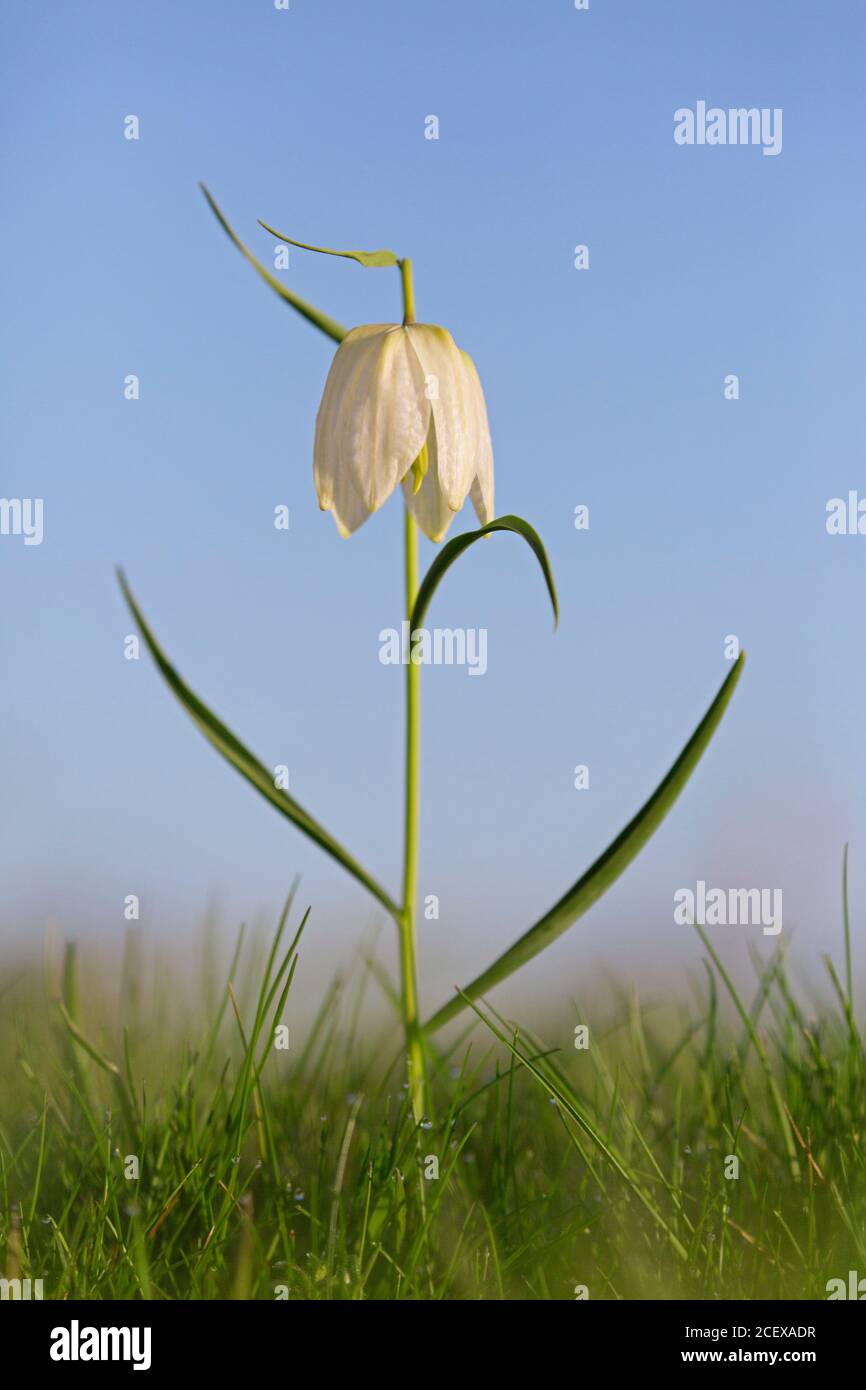 Snake's head fritillary / chequered lily (Fritillaria meleagris) in flower in meadow / grassland in spring Stock Photo