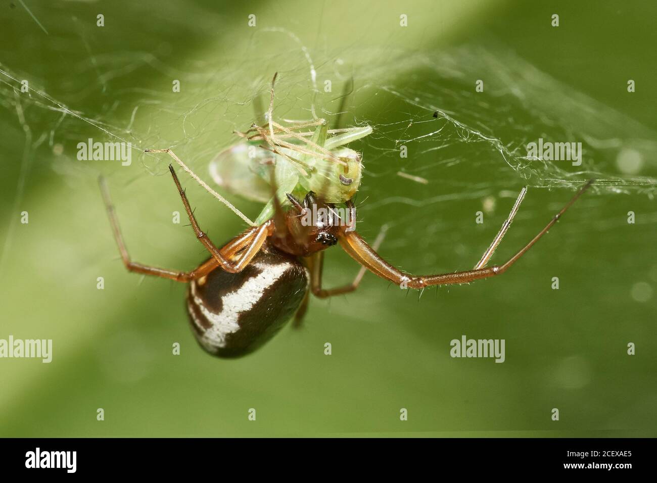 detailed close-up macro of a common cupboard spider (Steatoda) hanging upside down in the web catched an aphid Stock Photo