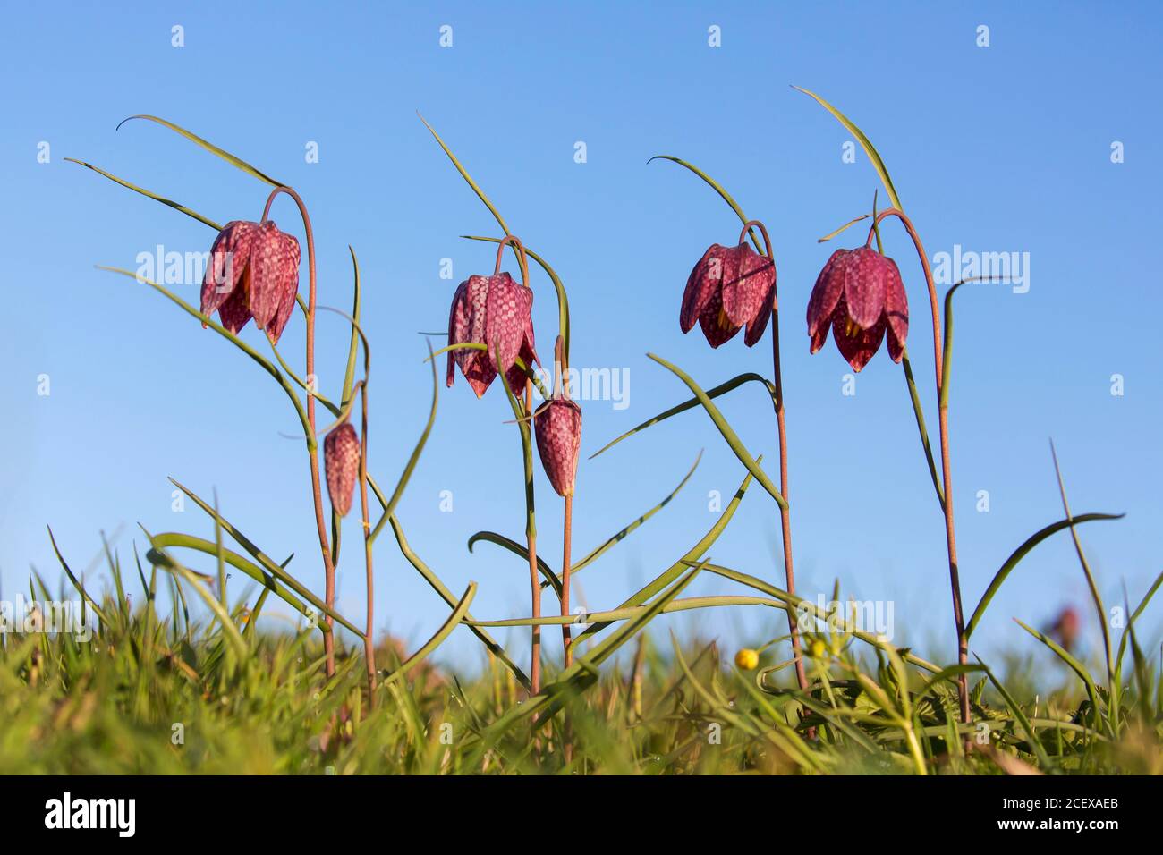 Snake's head fritillary / chequered lilies (Fritillaria meleagris) in flower in meadow / grassland in spring Stock Photo